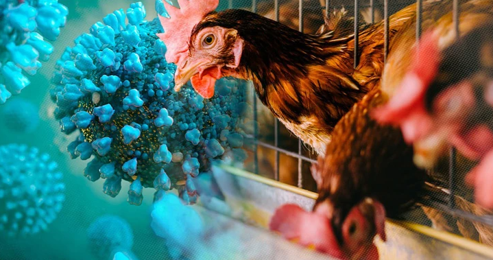 Thailand Siaga Cegah Penyebaran Flu Burung yang Merebak di Kamboja