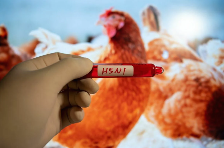 Thailand Waspada dan Intensifkan Pemantauan Flu Burung dan Antraks