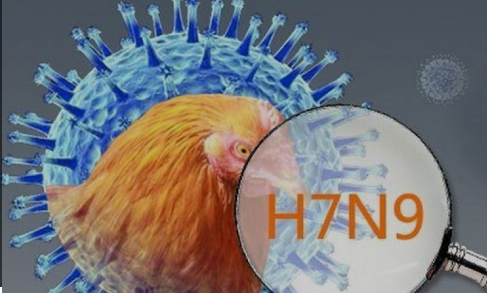 AS Laporkan Wabah Pertama Flu Burung H7N9 yang Mematikan Sejak 2017