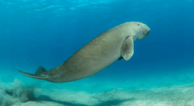 Enam Dugong Ditemukan Lagi Mati di Laut Lepas Krabi dan Trang