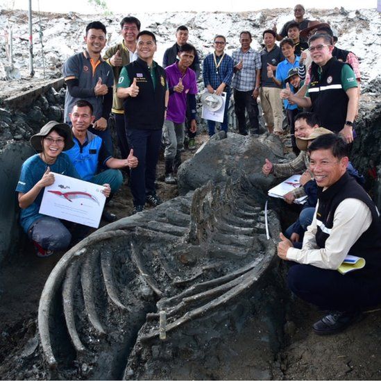 Fosil Paus Purba berusia 5 Ribu Tahun Ditemukan di Thailand