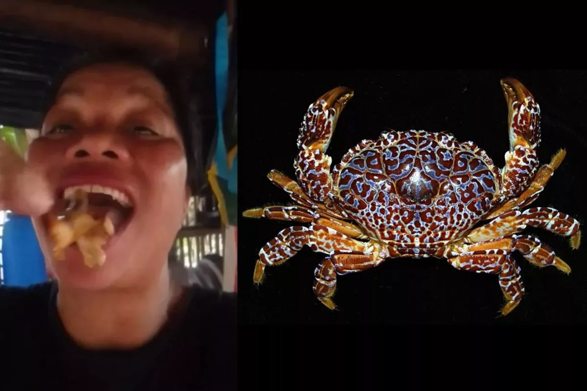 Tragis, Influencer Kuliner Filipina Meninggal Setelah Makan "Kepiting Setan"