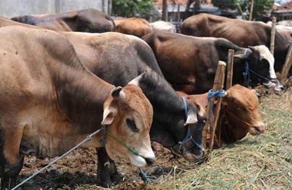 Pemerintah Berharap Moment Idul Adha Gerakkan Ekonomi Masyarakat