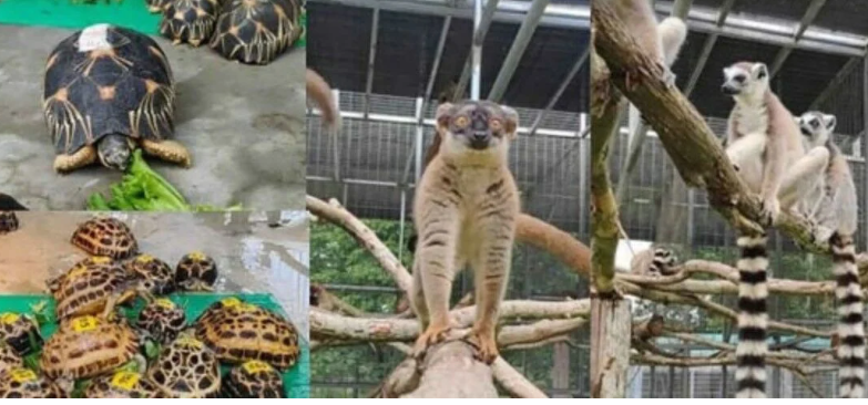 Thailand Pulangkan 900 Lemur dan Penyu Diselundupkan dari Madagaskar