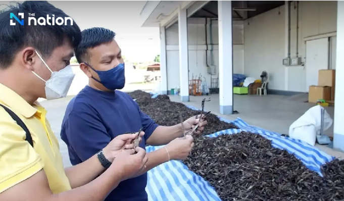 Thailand Raup Cuan Besar dari Bisnis Cacing Tanah, Tokek, dan Lintah