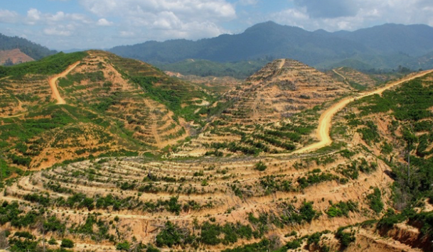 4,4 Juta Hutan di Sumatra Hilang Sejak 2001, Bencana 2025 Tewaskan 700 Lebih