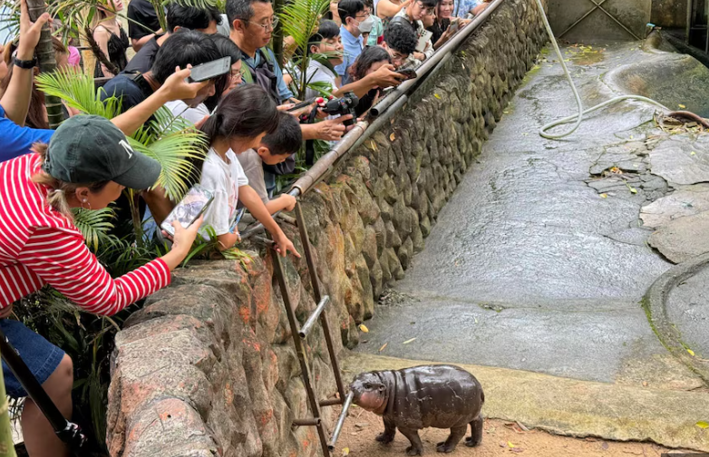 Viral, Bayi Kuda Nil Ini Tarik Banyak Pengunjung ke Kebun Binatang Thailand