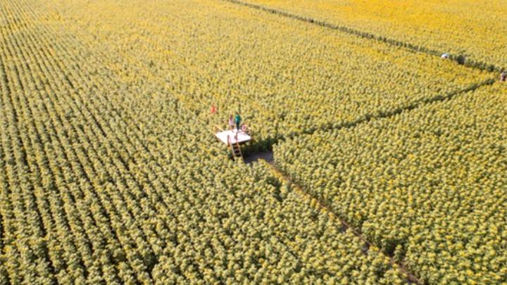 Thailand Miliki Ladang Bunga Matahari Terindah