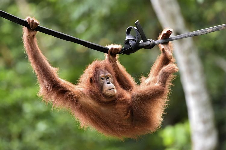 Dua Orangutan di Thailand akan Pulang Kampung ke Indonesia