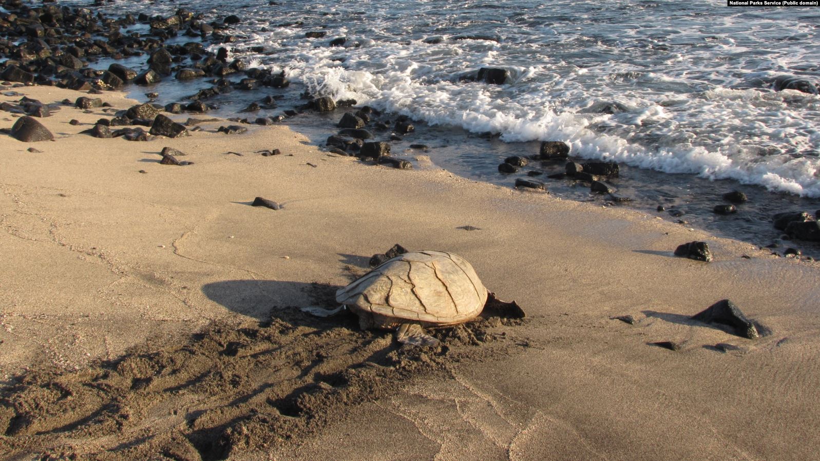 Tak Ada Turis, Telur Penyu Hawksbill Menetas di Thailand