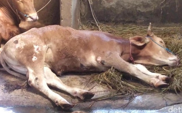 Indonesia Impor 3 Juta Dosis Vaksin PMK dari Empat Negara