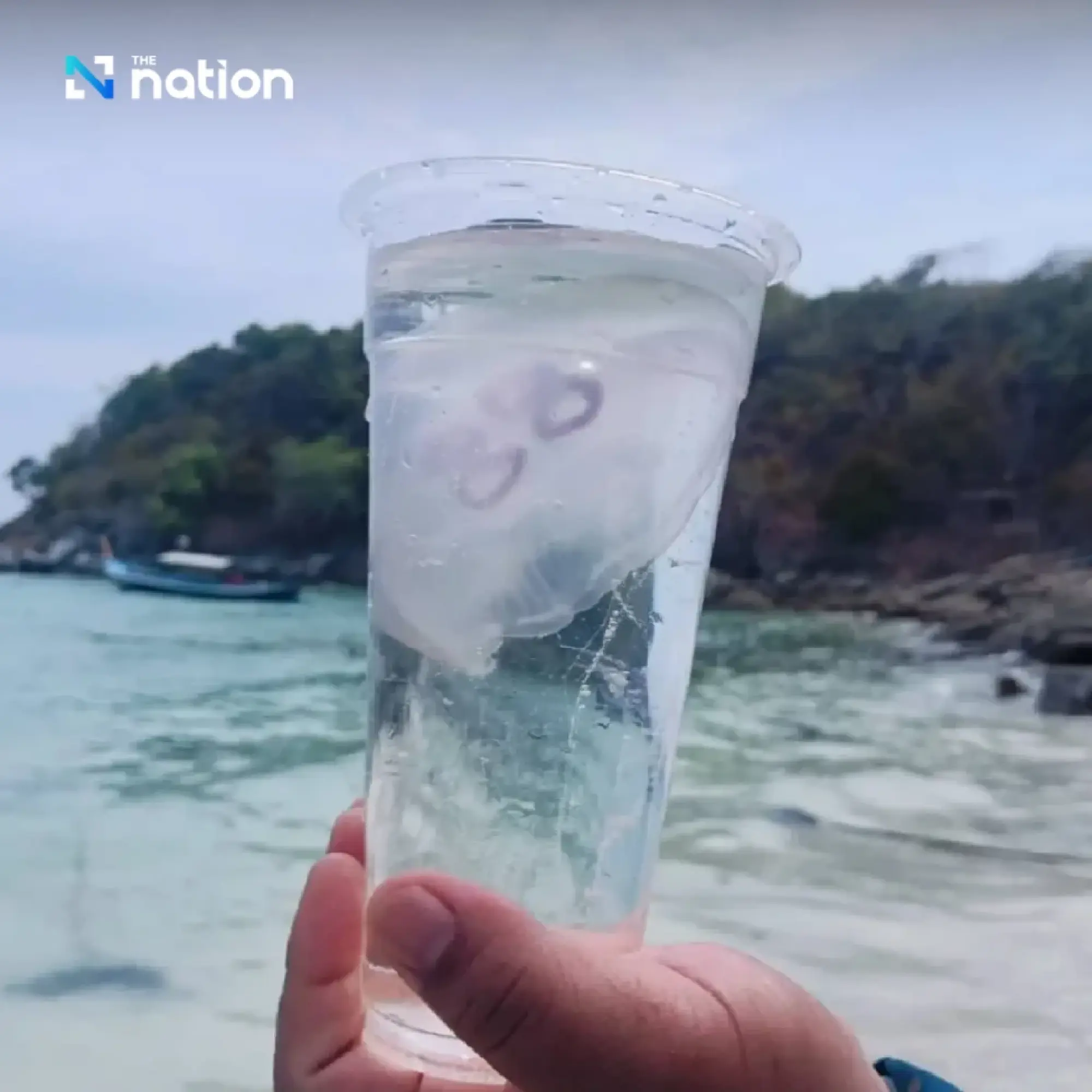 Phuket Diserang Ubur-Ubur, Wisatawan Diperingatkan Jangan Menyentuh