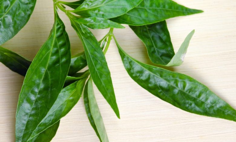 Sambiloto Jadi Obat Herbal Covid-19 di Thailand