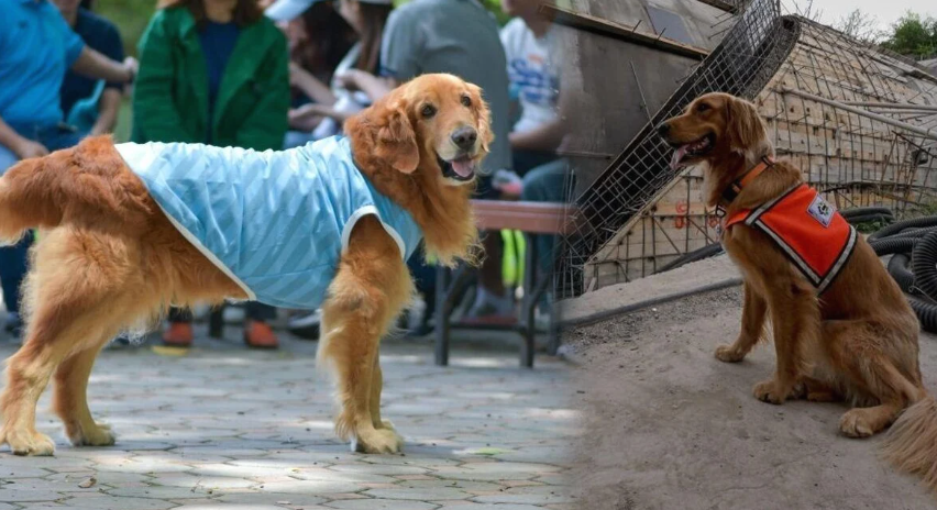 Para Pecinta Hewan Thailand Berduka atas Kematian Anjing K9 Singto