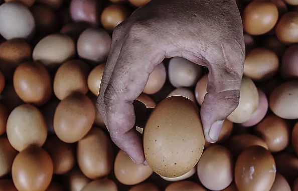 Harga Telur Meroket, Tiga Menteri Saling Lempar Alasan Penyebab Kenaikan