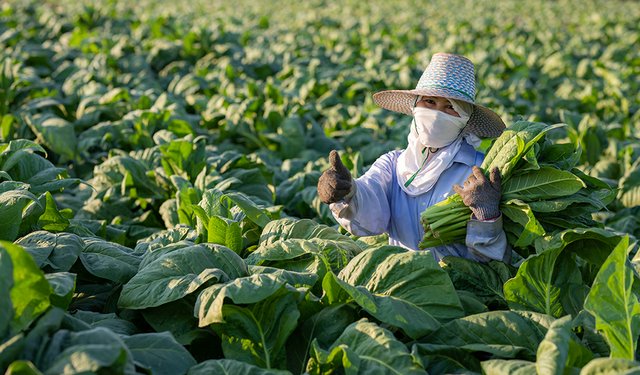 Keren, Thailand Buat Vaksin Covid-19 dari Tembakau