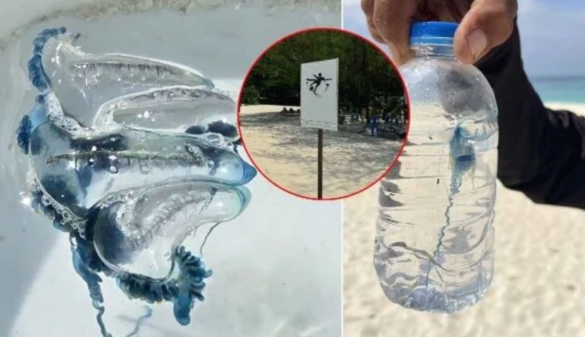 Thailand Waspadai Munculnya Ubur-ubur Mematikan di Pulau Phi-Phi