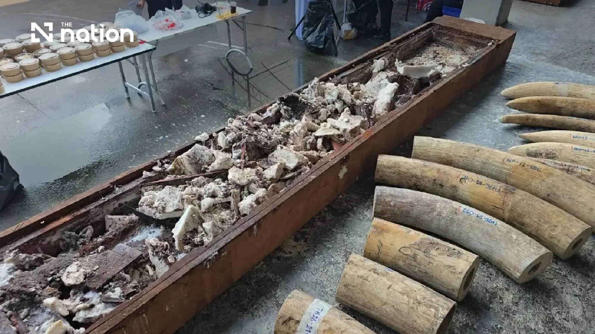 Thailand Sita 3,1 Ton Lebih Gading yang Disembunyikan di Kayu dari Zambia